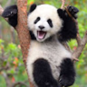 Meet your Posher, Rose